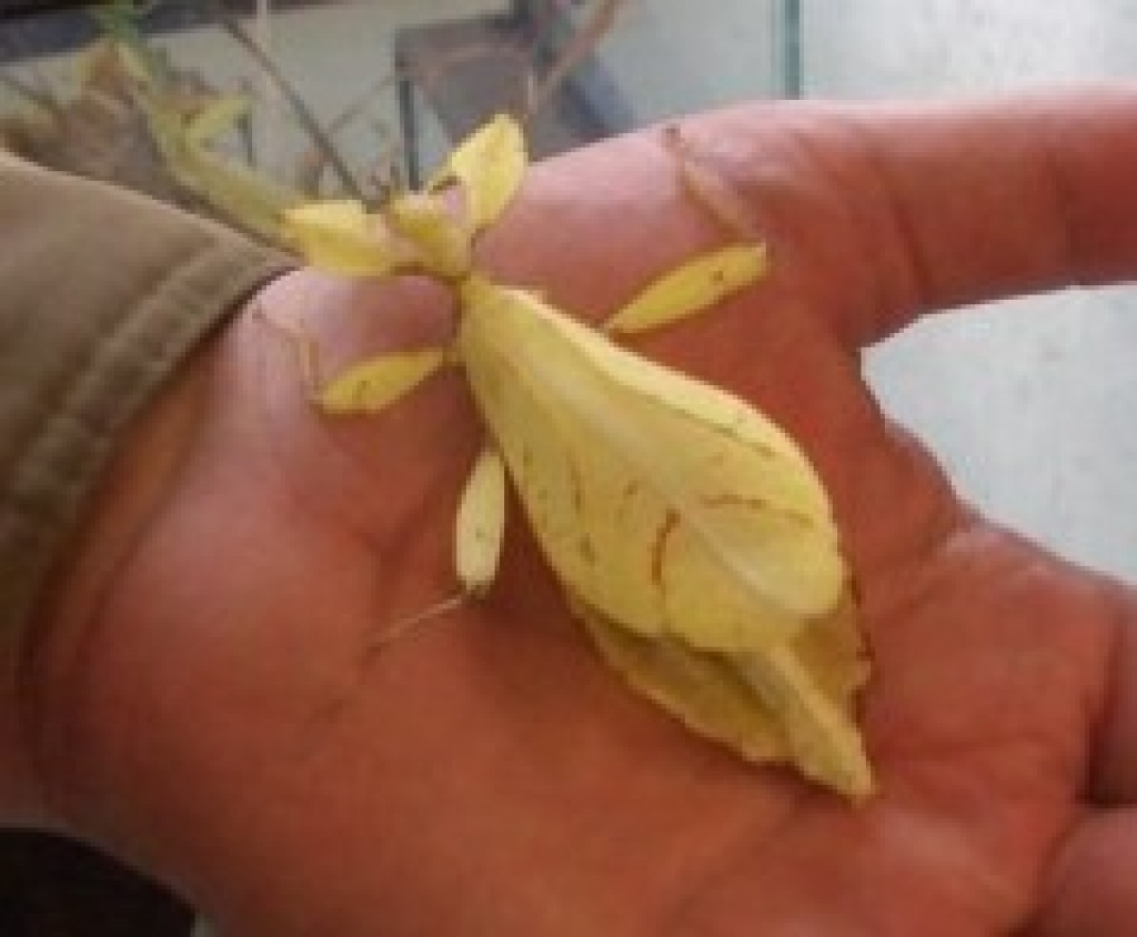Suche Phyllium bioculatum / Wandelndes Blatt in GELB! - Heuschrecken - Gießen