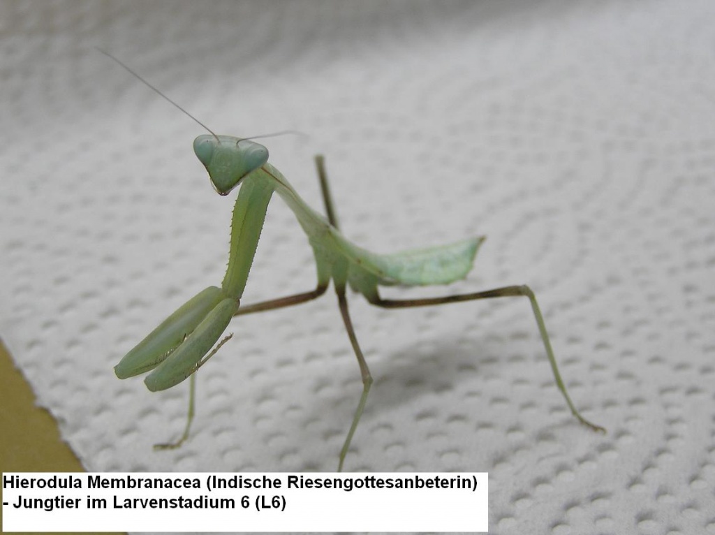 Hierodula Membranacea (Indische Riesengottesanbeterin)! - Gottesanbeterinnen - Hamm