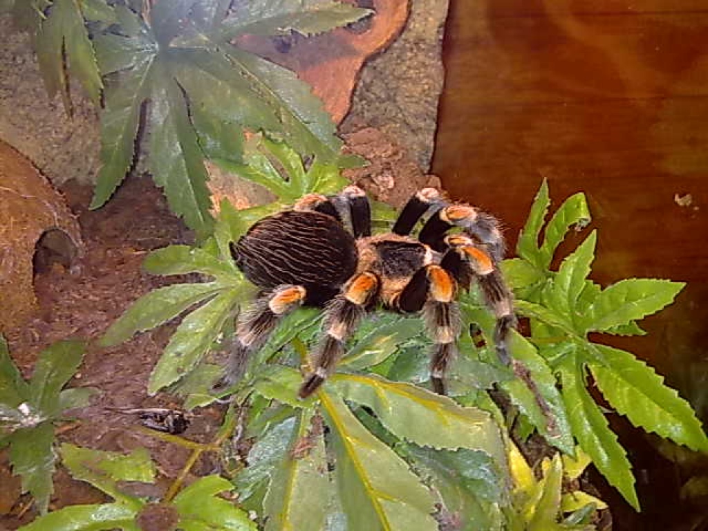 Verkaufe meine Vogelspinnen. B. smithi - Spinnen - Walsrode
