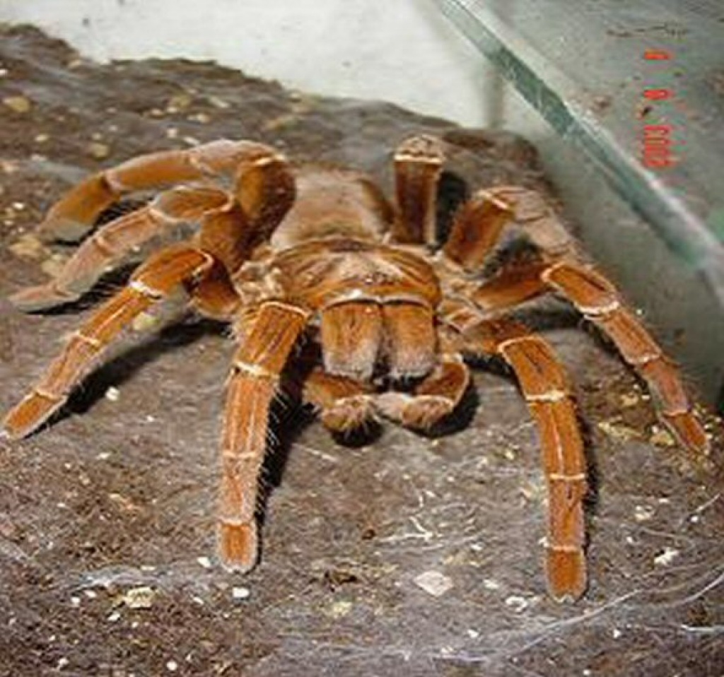 Citharischius crawshayi - Spinnen - Hamburg