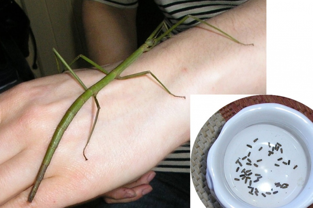Ramulus artemis & Extatosoma tiaratum zu verkaufen - Heuschrecken - Burg Spreewald