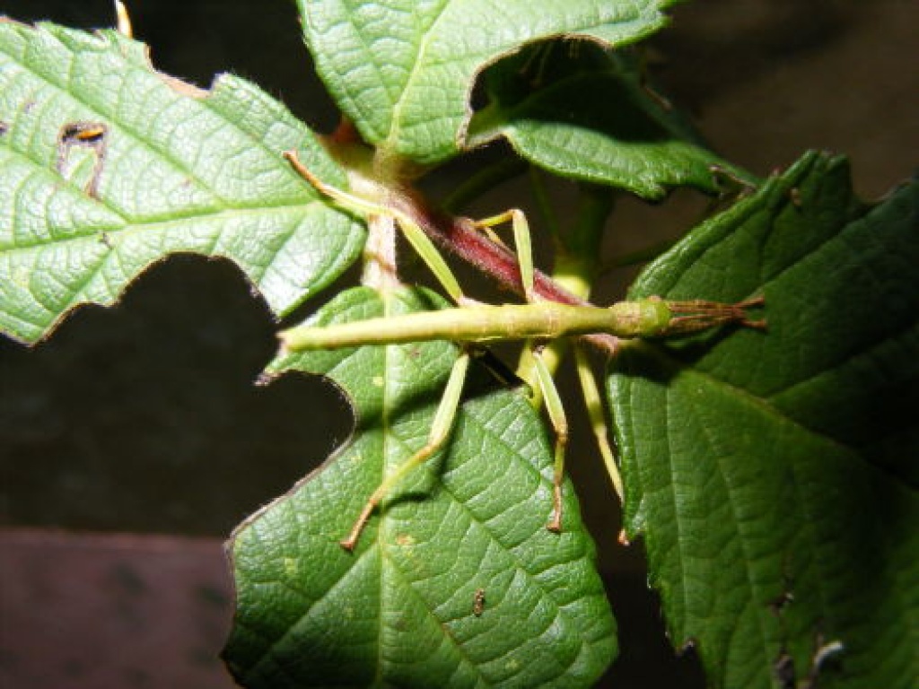 Riesengespenstheuschrecken und Riesendornschrecken - Heuschrecken - Leipzig