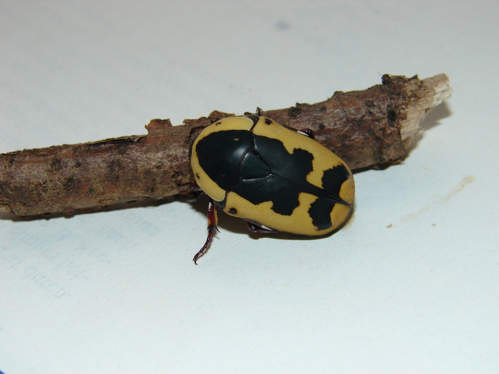 Pachnoda sinuta (Rosenkäfer) - Kaefer - Reinsdorf