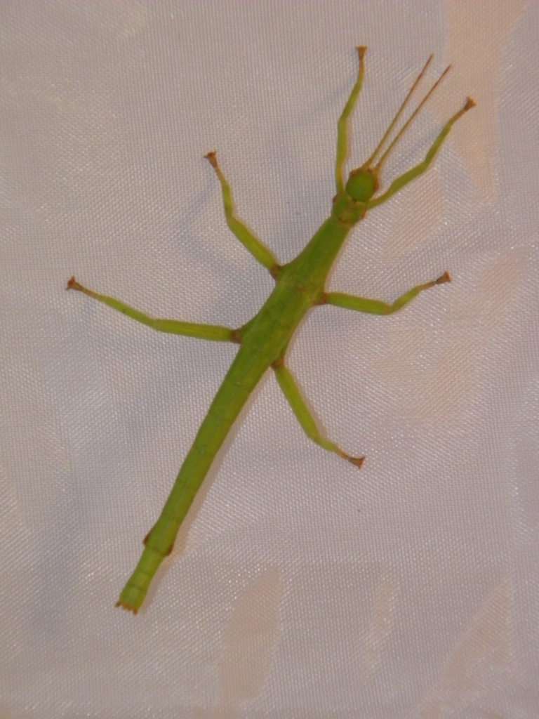 Diapherodes gigantea - Heuschrecken - Altenburg