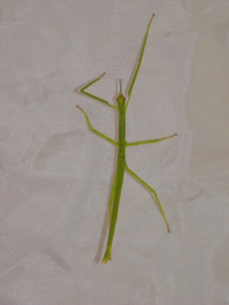 Ctemomorphodes briareus - Heuschrecken - Altenburg