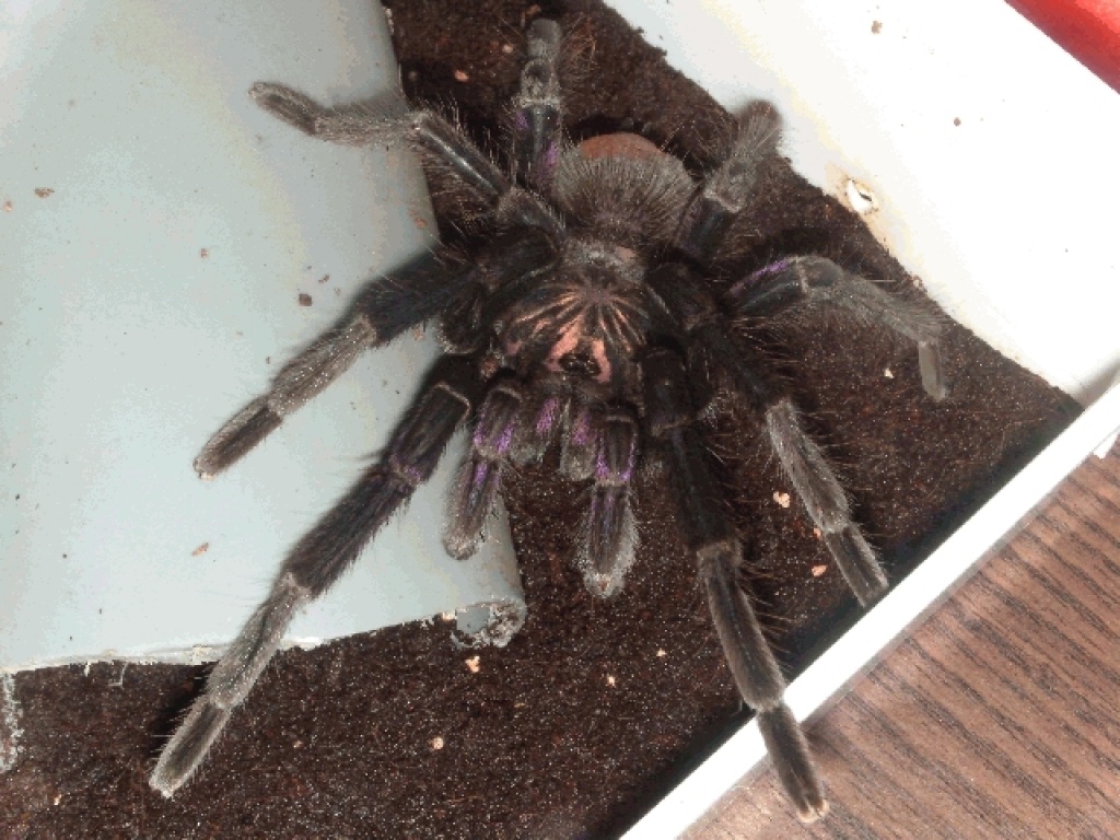1.0 Pamphobeteus nigricolor - Spinnen - Berlin