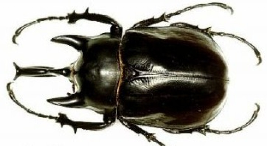 Nashornkäfer ( Megasoma actaeon ) Nur 6 sück abzugenben L1-L2 Preis stück 19,90€ - Kaefer - Korneuburg