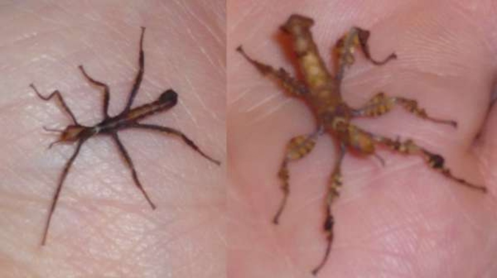 Gespenstschrecke (Australische) - Extatosoma tiaratum abzugeben - Heuschrecken - Lörzweiler