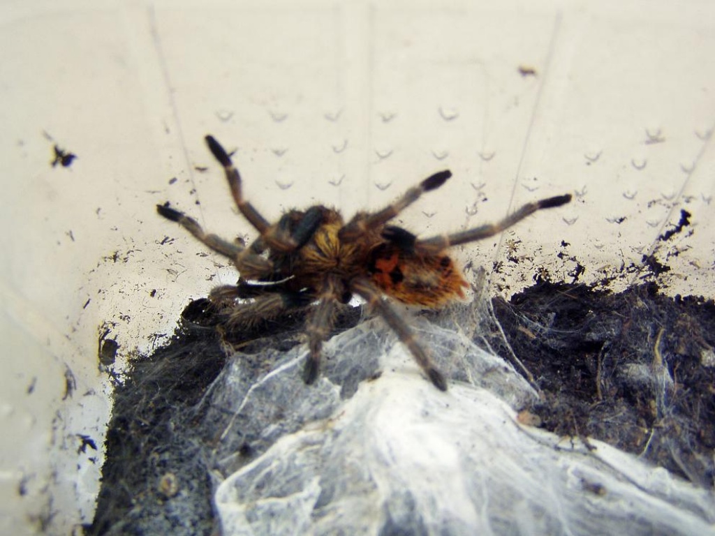 Cyanblaue Vogelspinne/ Chromatopelma cyanopubescens - Spinnen - Füssen