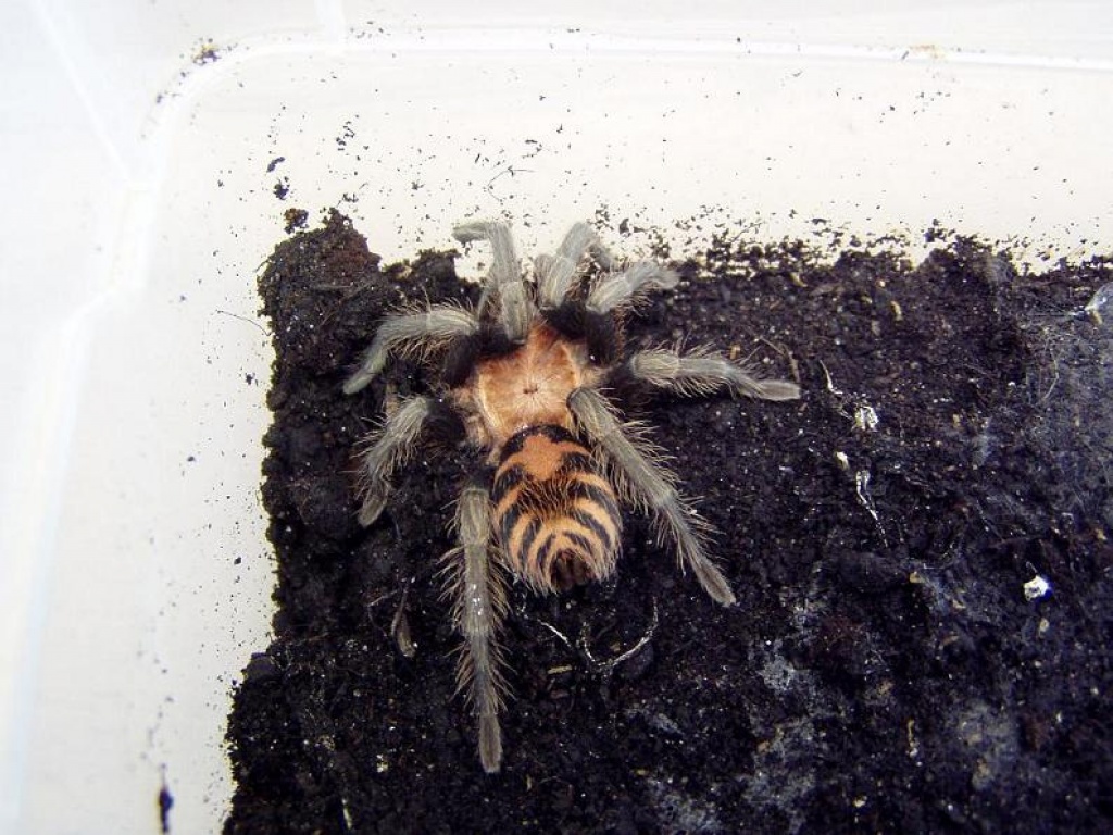 Rote Tigerogelspinne/ Cyclosternum fasciatum - Spinnen - Füssen