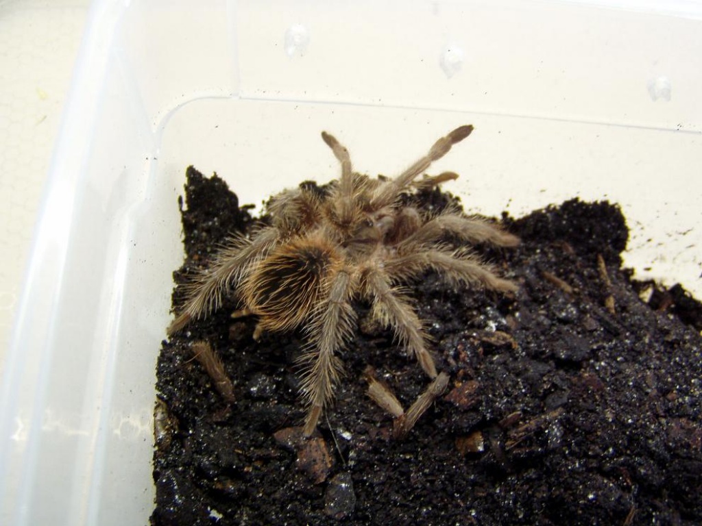 Lasiodora striatipes - Spinnen - Füssen