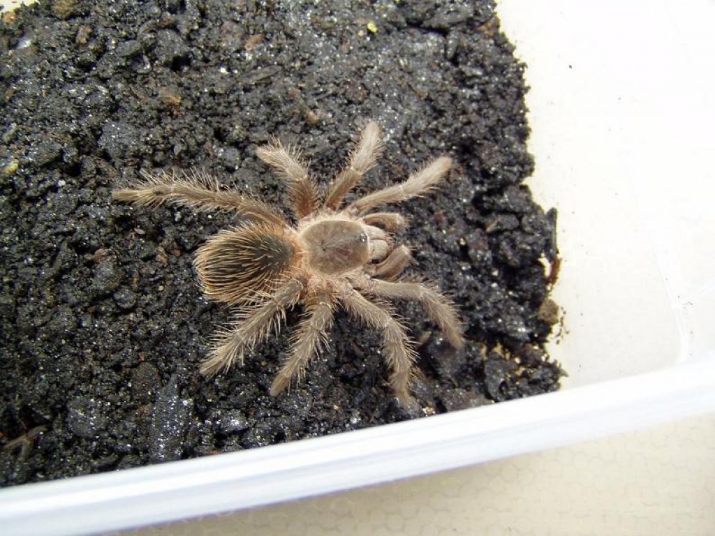 Lasiodora difficilis - Spinnen - Füssen