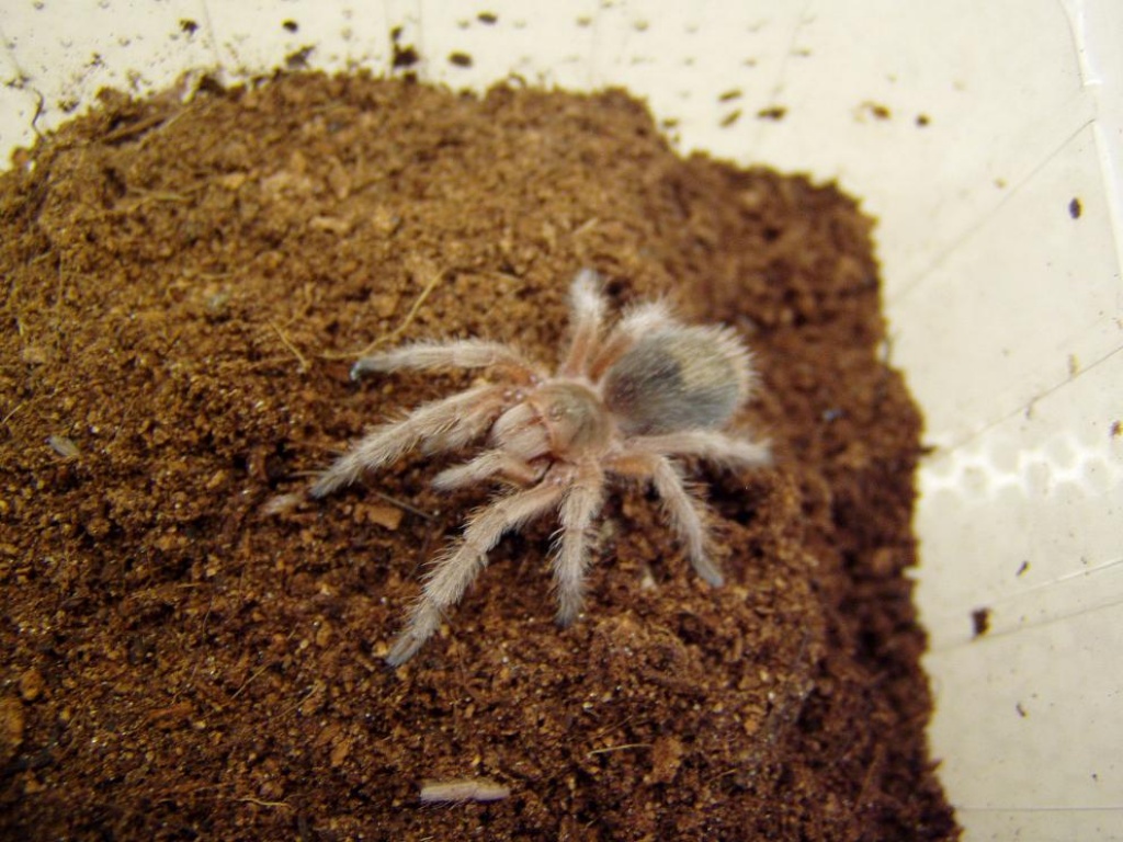 Graue Chile Vogelspinne/ Grammostola porteri - Spinnen - Füssen
