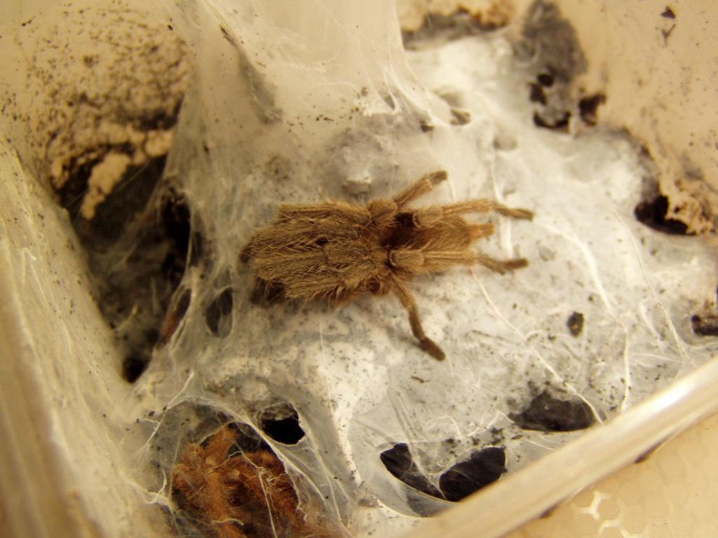 Asiatische Riesenvogelspinne/ Chilobrachys discolus - Spinnen - Füssen
