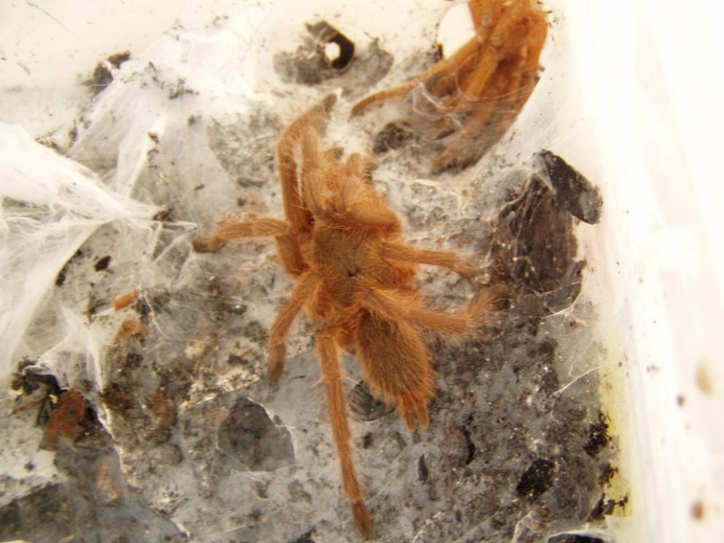 Chilobrachys cf. andersoni - Spinnen - Füssen