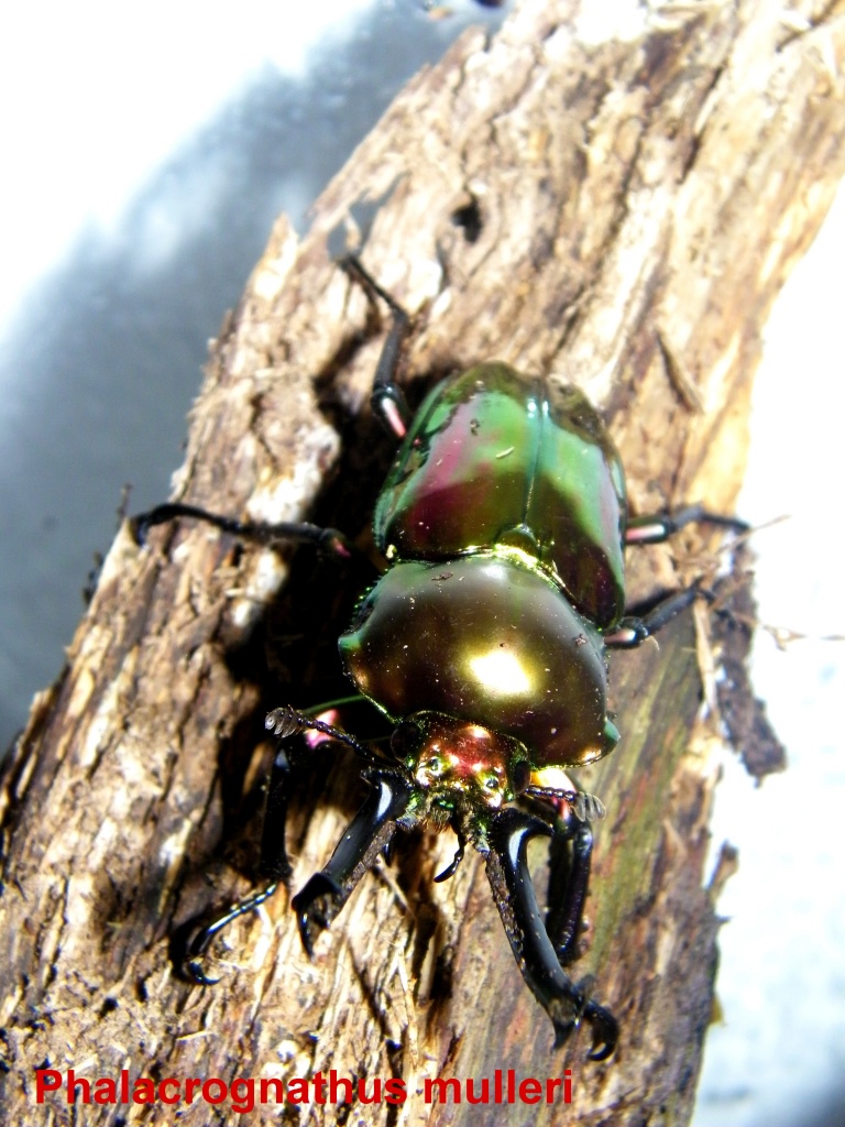 Phalacrognathus muelleri adulte Tiere - Kaefer - Altenburg