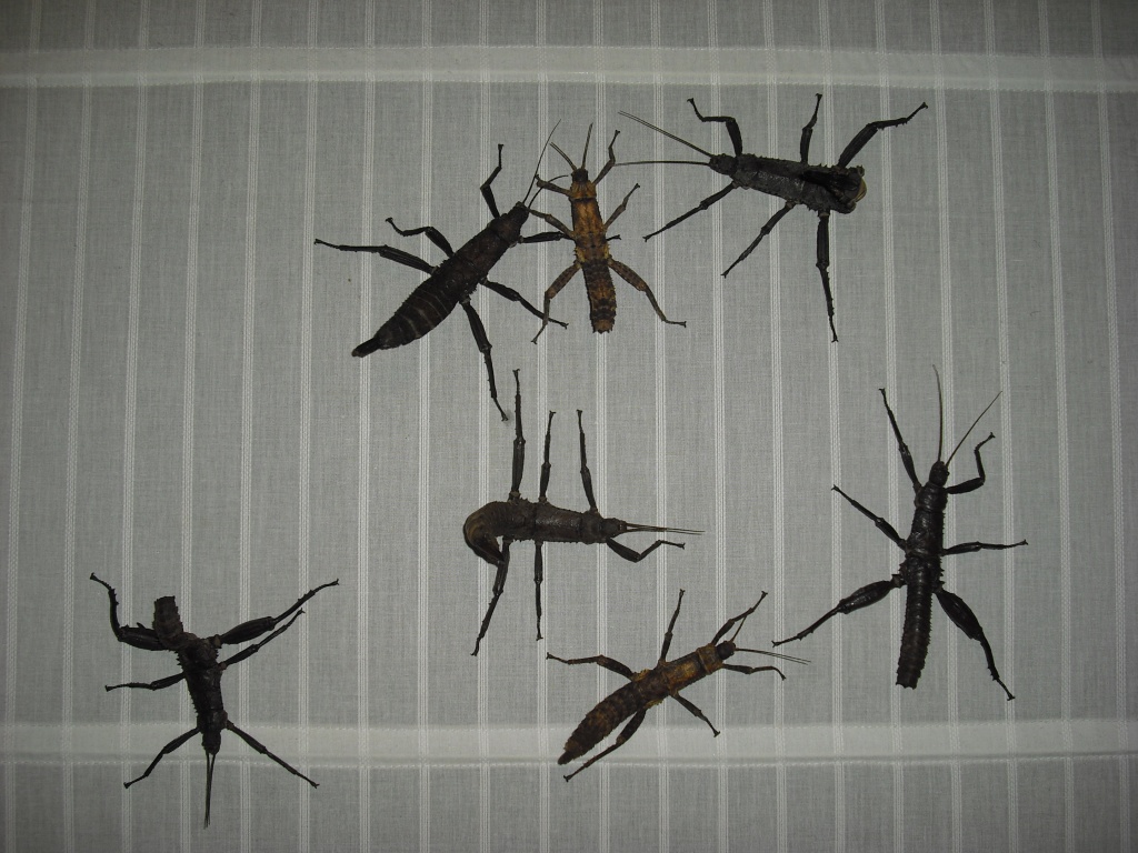 Eurycantha calcarata (Dorngespenstschrecke) - Heuschrecken - Oberhausen