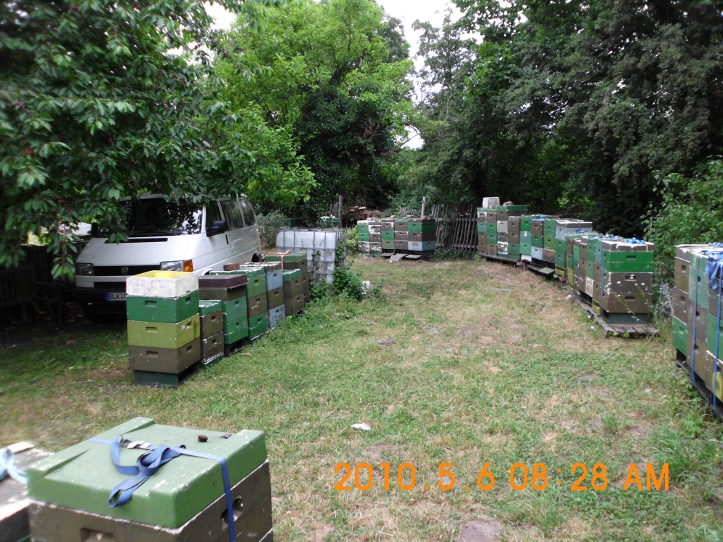 Bienen in Segeberger-Magazibeute zu verkaufen - Bienen - Weißenfels