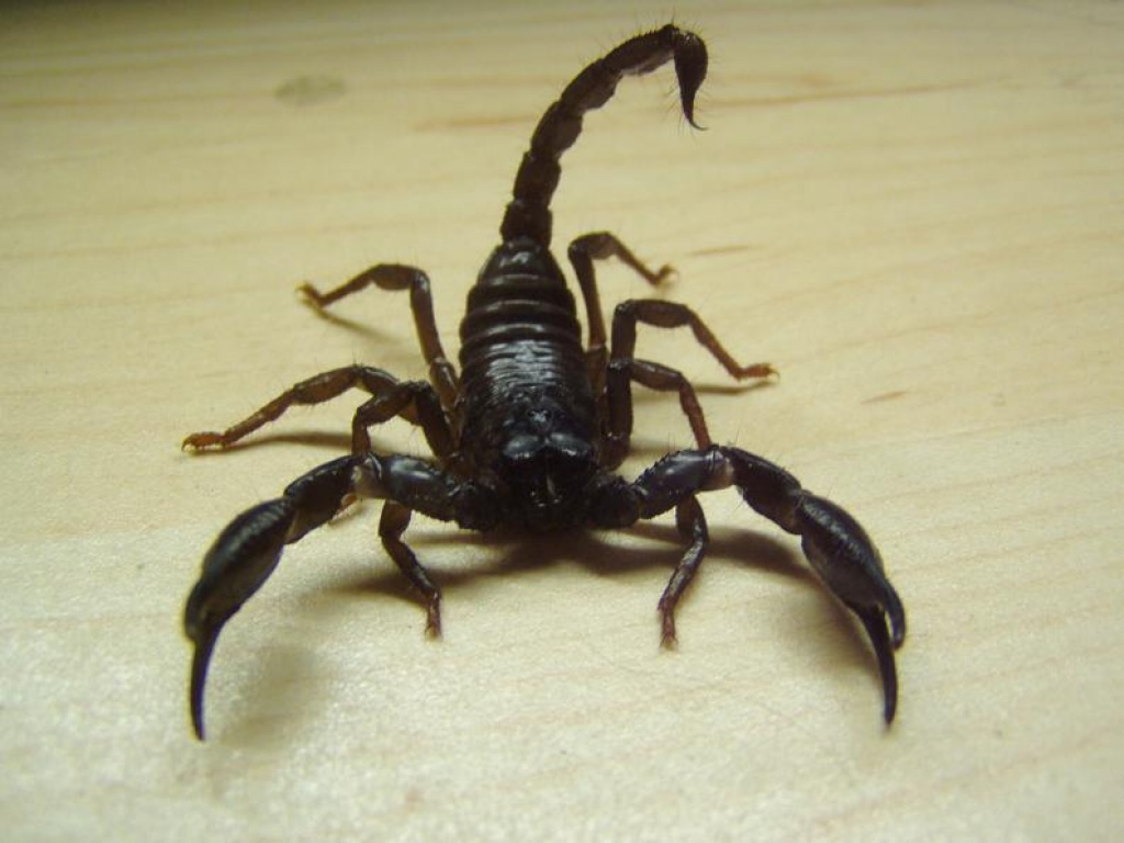 Schwarzer Thaiskorpion Heterometrus spinifer - Skorpion - Füssen