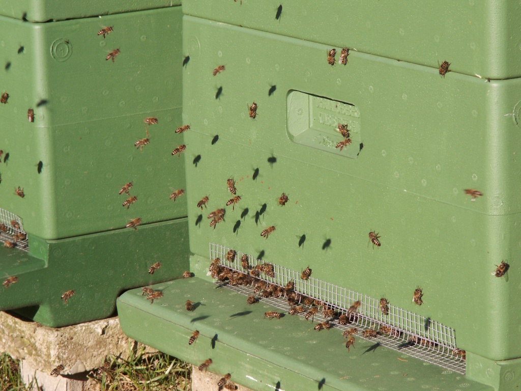Verkaufe starke Carnica Bienenvölker!!! - Bienen - Blomberg