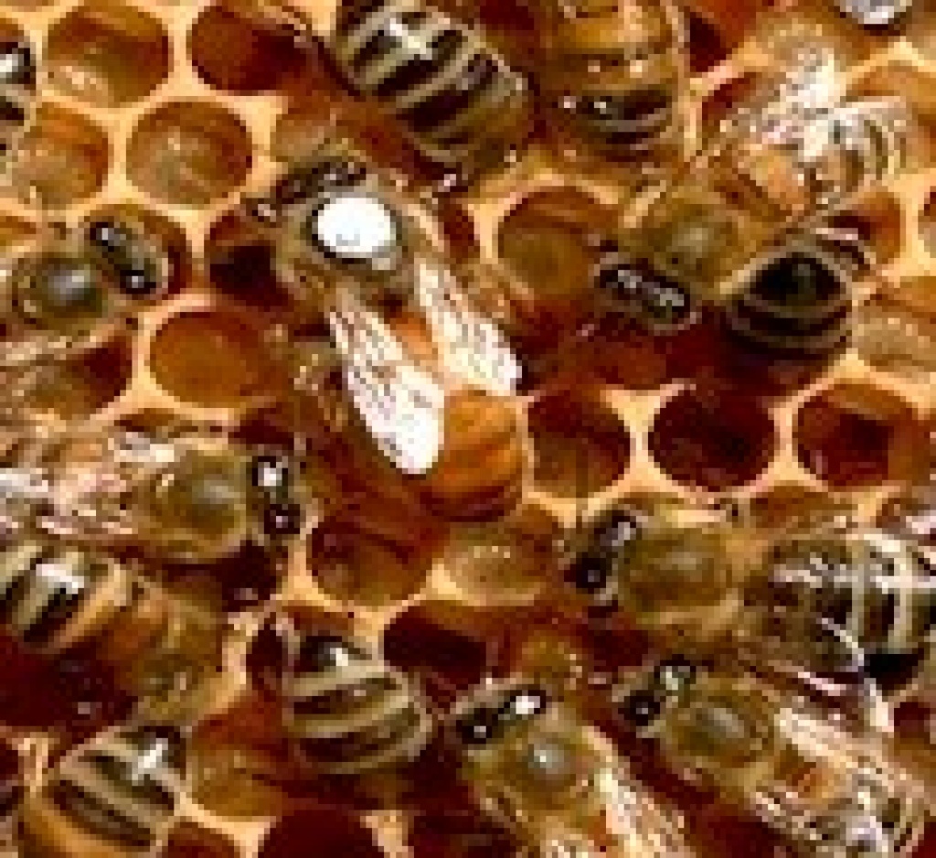 Verkaufe Buckfastbienen Königinnen / Ableger / Wirtschaftsvölker - Bienen - Bingen