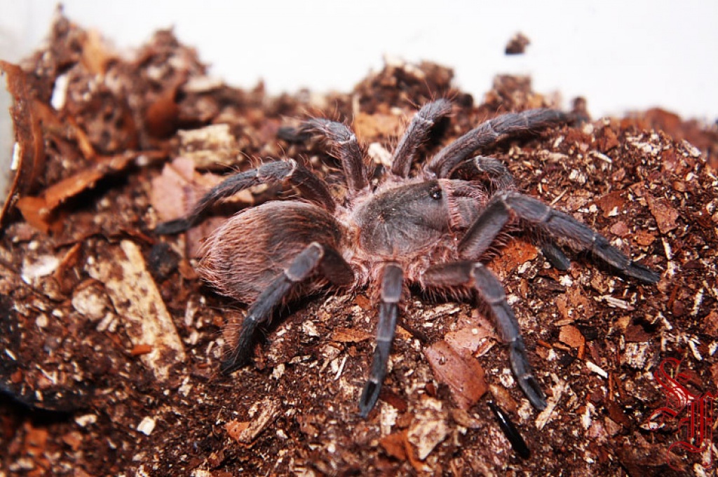 Samtvogelspinne (Acanthoscurria suina) - Spinnen - Füssen