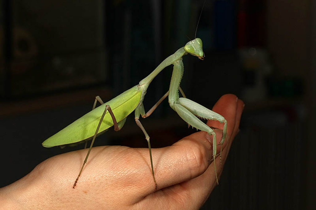 Biete Gottesanbeterinnen - Indische Riesengottesanbeterin, Afrikanische Mantis - Gottesanbeterinnen - Schweinfurt