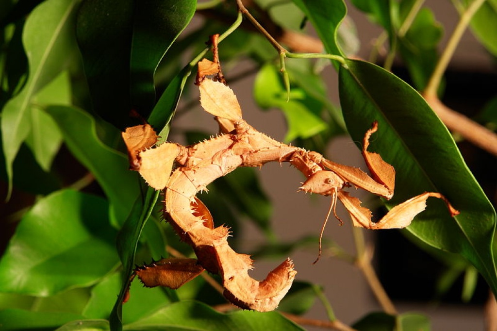 Australische Gespenstschrecken, Extatosoma Tiaratum - Heuschrecken - Ludwigshafen am Rhein
