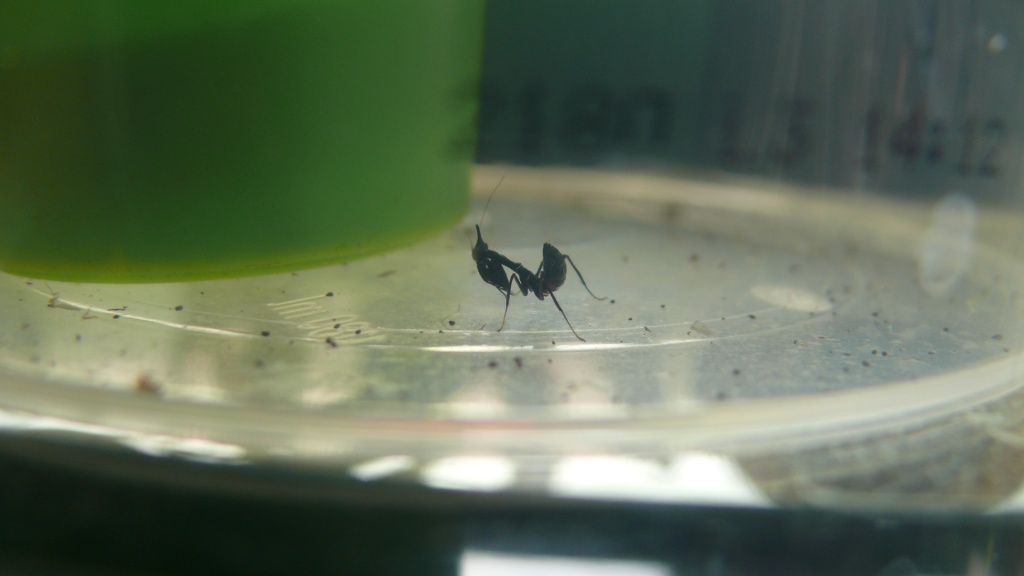 Geistermantis Phyllocrania Paradoxa - Gottesanbeterinnen - Königswinter