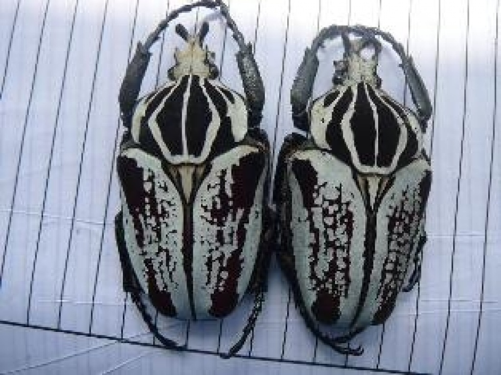 K   fer-Auflistung - Kaefer - Berlin