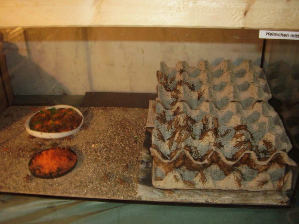 Futterinsekten Top Preis und Qualität - Heuschrecken - Ludwigschorgast