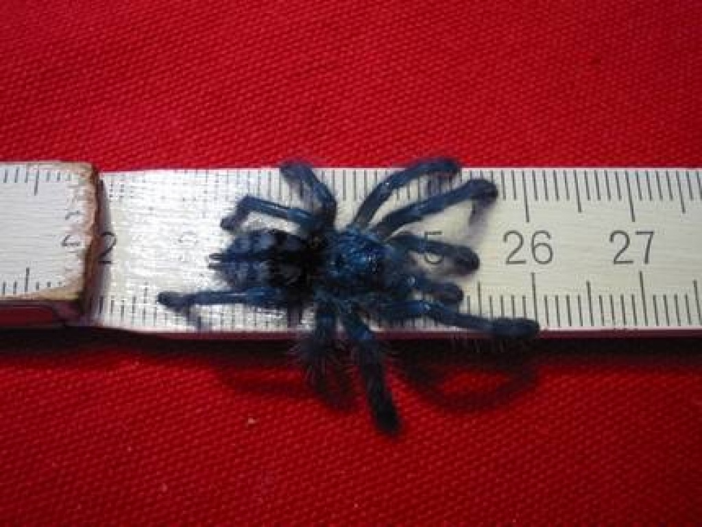 0.0.1 Avicularia versicolor in gute Hände abzugeben - Spinnen - Kissing