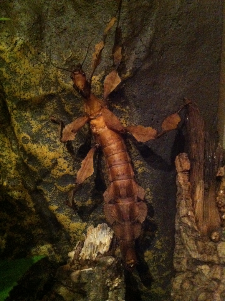 Extatosoma tiaratum / Gespenstschrecken & verschiedene Stabschrecken - Heuschrecken - Nußdorf