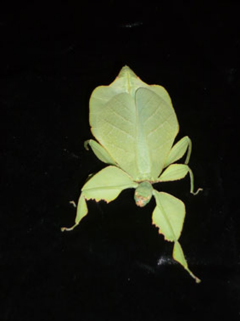 Wandelnde Blätter - Phyllium celebicum / westwoodii - Heuschrecken - Hamburg