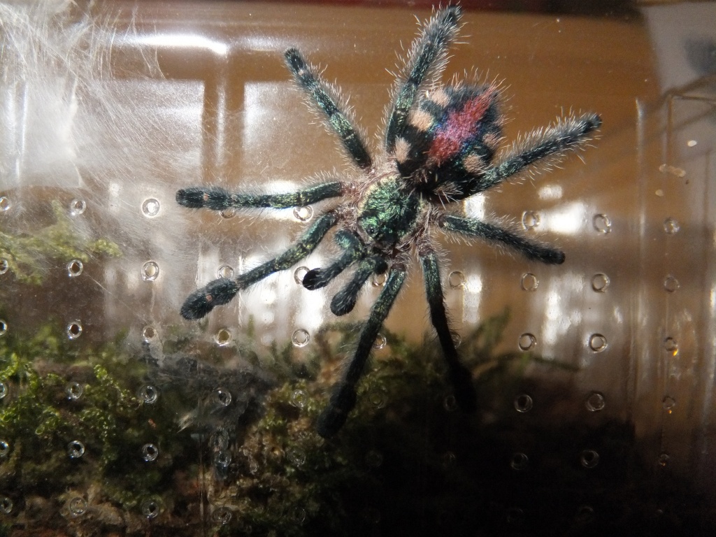 Avicularia - Spinnen - Ennepetal