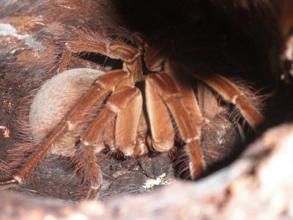 0.1 Theraphosa stirmi - Spinnen - Varel