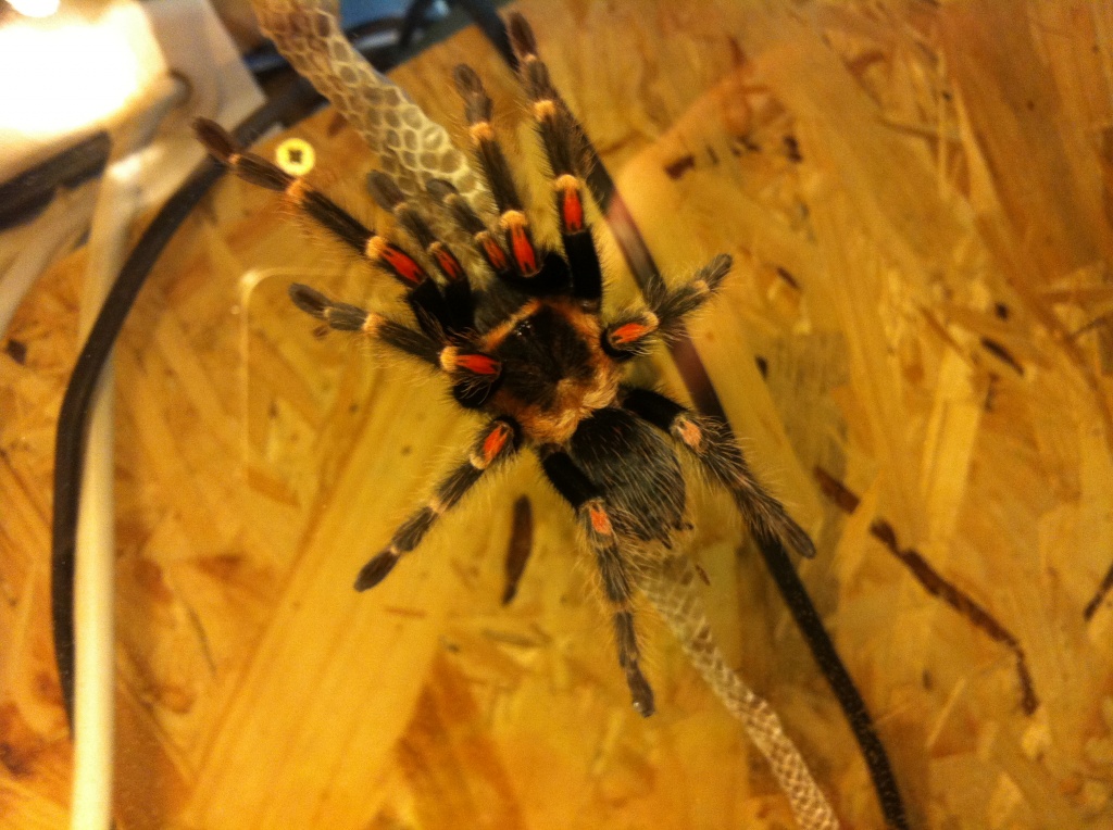 Rotknievogelspinne - Brachypelma smithi + ExoTerra Terrarium - Spinnen - Münster