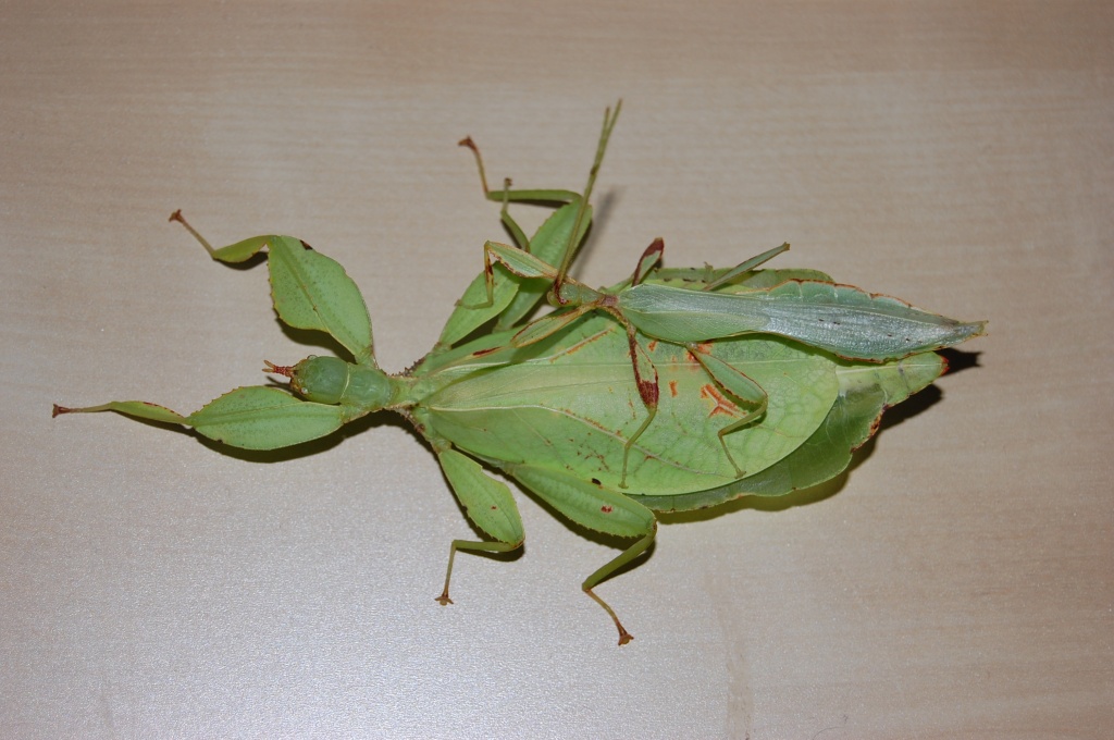 Phyllium spec. 3 Tiere/10 Euro - Heuschrecken - Höxter