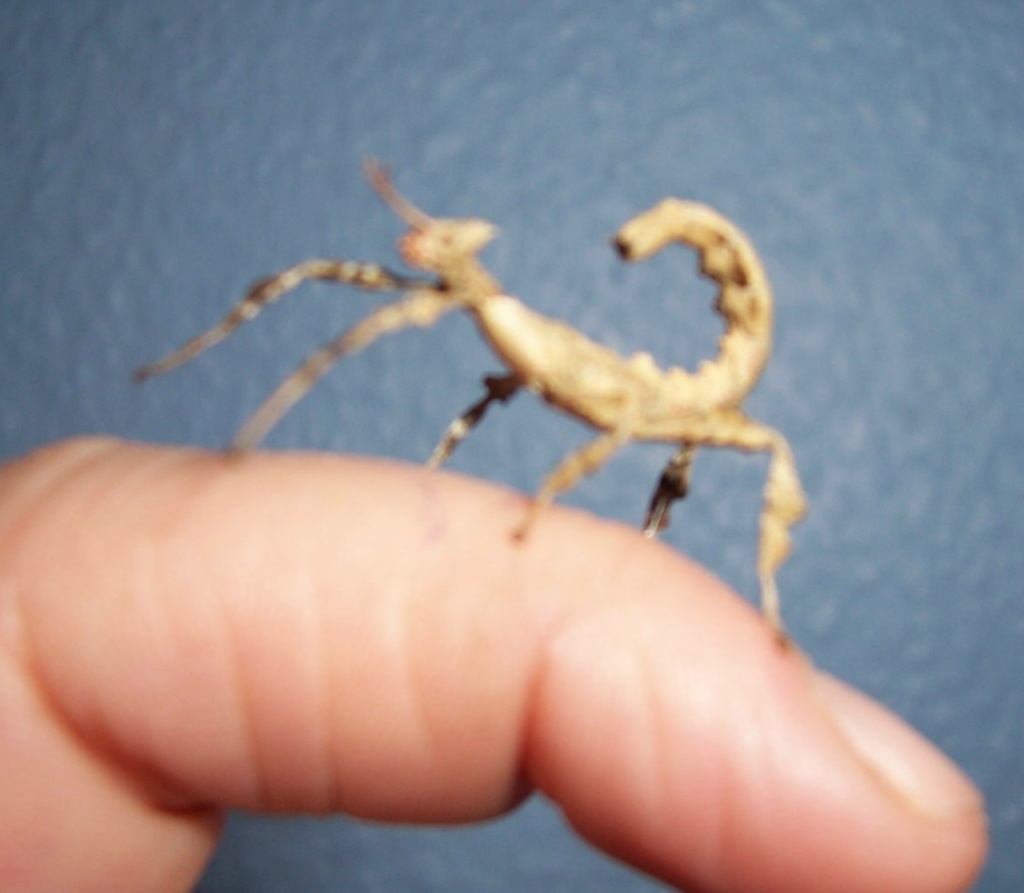 Extatosoma tiaratum 4 Tiere/10 Euro - Heuschrecken - Höxter