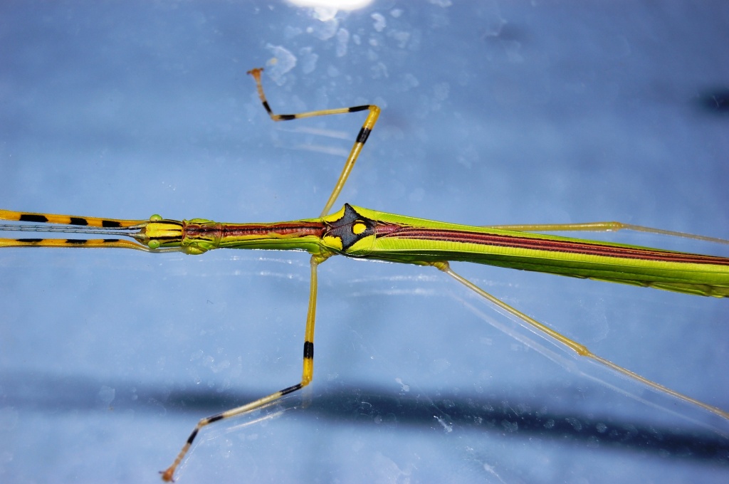 Necroscia annulipes 5 Tiere/10 Euro - Heuschrecken - Höxter
