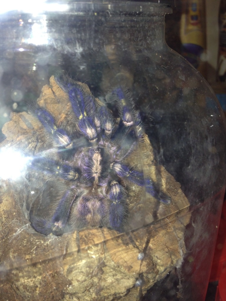 Poecilotheria metallica - Spinnen - berlin