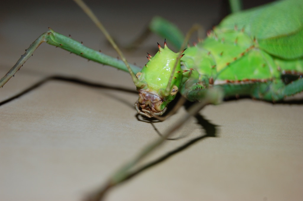 Heteropteryx dilatata 3 Tiere/15 Euro Zuchtansatz - Heuschrecken - Höxter