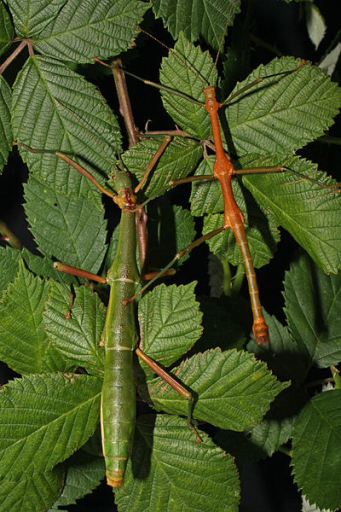 Periphetes forcipatus 5 Tiere/ 10 Euro Zuchtansatz - Heuschrecken - Höxter