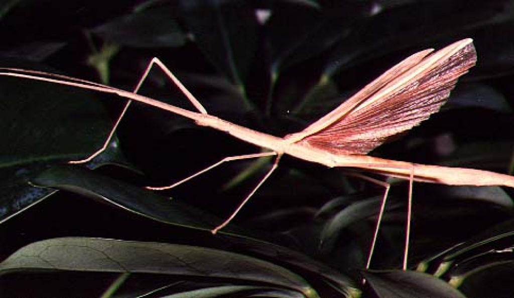 Rosageflügelte Stabheuschrecke (Sipyloidea sipylus) - Phasmiden - Heuschrecken - Bisingen