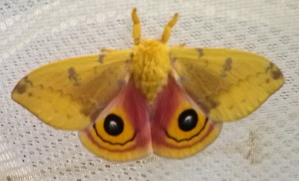 Automeris io - Wunderschöne Saturniide - Raupen - Weiden in der Oberpfalz