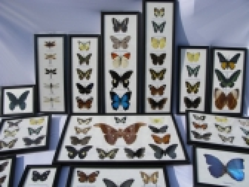 Präparierte Schmetterlinge, Libellen, Spinnen, Skorpione und Insekten - Schmetterlinge - Kiel