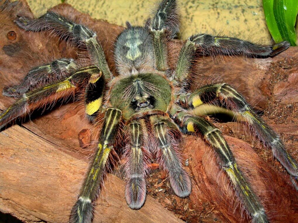 Poecilotherias mit Terrarium abzugeben - Spinnen - Schwäbisch Gmünd