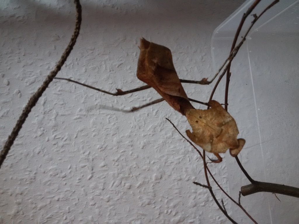 Deroplatys desiccata/Totes Blatt Mantis/Gotttesanbeterin/Mantiden - Gottesanbeterinnen - Leipzig