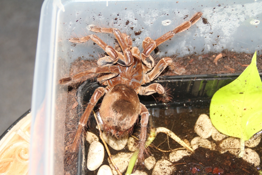 XXL Theraphosa stirmi, tolle Tiere aus Surinam - Spinnen - Gelsenkirchen