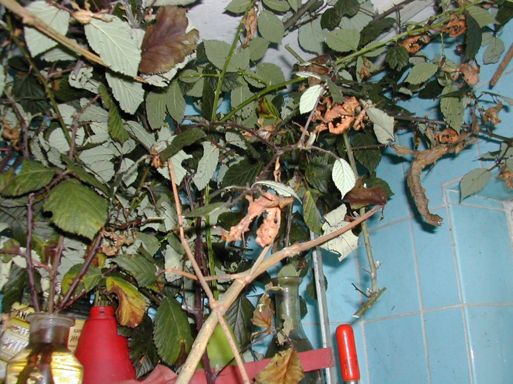 Extatosoma tiaratum Australische Gespensterheuschrecken - Heuschrecken - Filderstadt